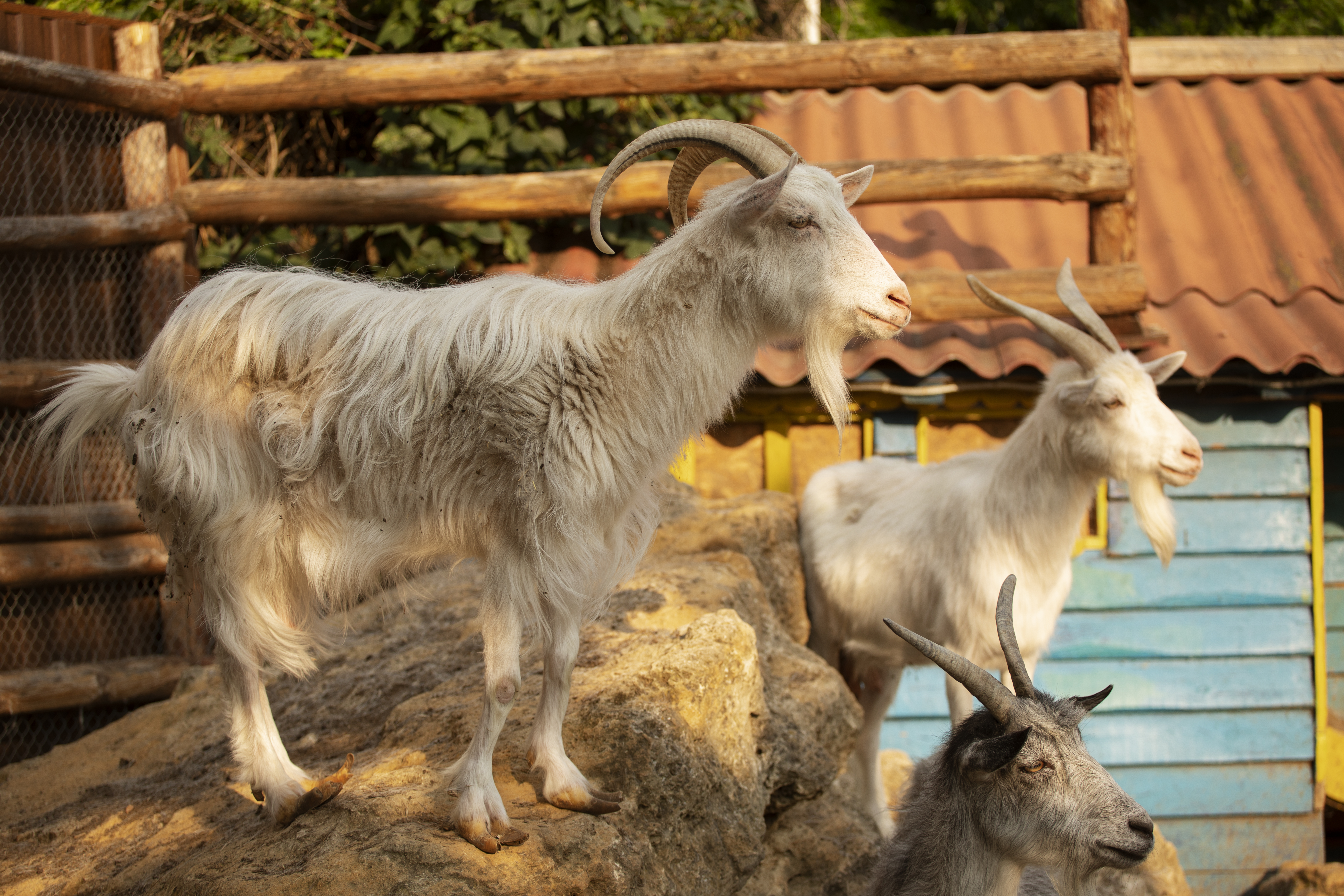 Goat Farming